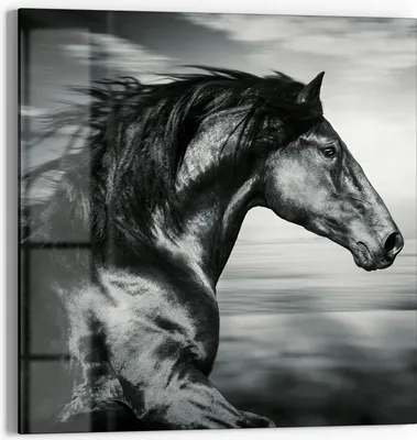 Produktbild von DEQORI Glasbild Echtglas 50x50 cm 'Galoppierendes Pferd' Wandbild Bild modern Deko