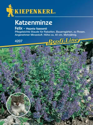 Produktbild von KIEPENKERL Nepeta fassenii Felix