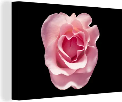 Produktbild von OneMillionCanvasses® - Leinwandbilder - 140x90 cm, Rose - Blume - Rosa, Wandbilder Kunstdruck Wanddekoration