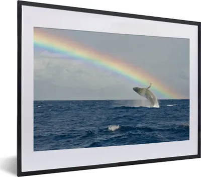 Produktbild von MuchoWow® MuchoWow® Gerahmtes Poster Ein Buckelwal springt unter einem Regenbogen aus dem Wasser 40x30 cm - Poster mit zchwarzem Bilderrahmen - Bilderrahmen - Poster im Rahmen