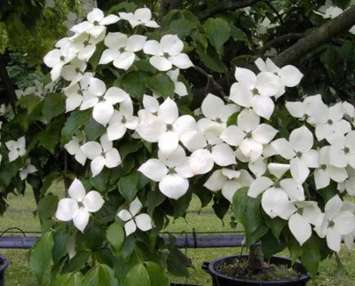 Produktbild von Cornus kousa Typ Helmers - Chinesischer Blumenhartriegel Typ Helmers 40-60