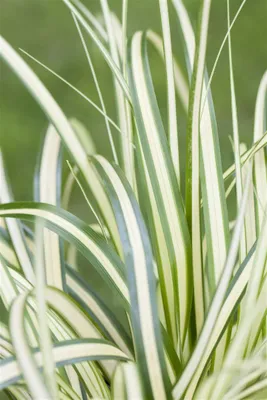 Produktbild von Carex ornithopoda 'Variegata', buntlaubig, ca. 9x9 cm Topf