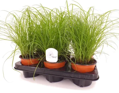 Produktbild von 5 x Katzengras 25-30 cm Cyperus Alternifolius Zumula zur Verdauungsunterstützung von Katzen