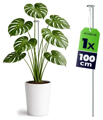 Produktbild von KADAX Pflanzenstütze 100 cm, 1 Stück, Blumenstütze aus Stahl, Pflanzenhalter für Topfpflanzen, Metallstab zur Stabilisierung von Stängeln und Blüten, Rankhilfe für Pflanzen