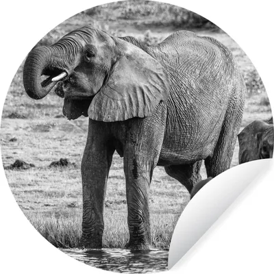 Produktbild von MuchoWow® Runde Wandtattoo - Wandsticker Tapete Aufkleber Elefant - Wasser - Tiere - Schwarz - Weiß Ø 30 cm Selbstklebend und Repositionierbar - Wandaufkleber - Kreis - Wandbild - Fototapete - Selbstklebend - Dekoration - Wandschmuck - Schlafzimmer