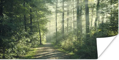 Produktbild von MuchoWow® Poster Wald - Weg - Sonne - Bäume - Grün - Natur 40x20 cm - Poster für die Wand - Poster Schlafzimmer