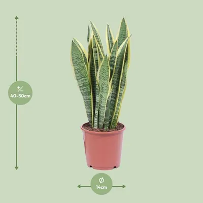 Obrázok produktu pre Sansevieria Laurentii Ø14 cm ↕40–50 cm (tchánov jazyk) – nenáročná na starostlivosť