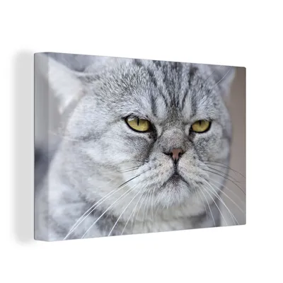 Produktbild von OneMillionCanvasses® - Leinwandbilder - 150x100 cm, Tier - Katze - Grau, Wandbilder Kunstdruck Wanddekoration
