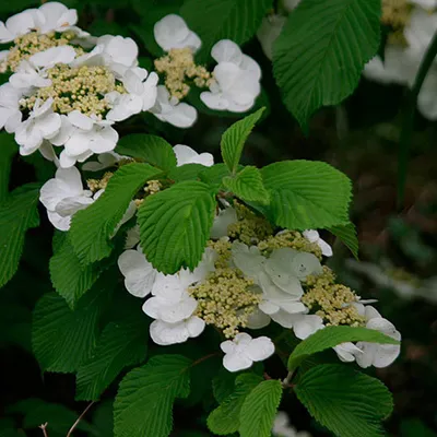 Obrázok produktu pre Japonská snežienka - Viburnum plicatum tomentosum | 60-80 cm v kontajneri