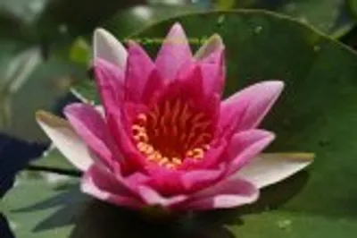 Produktbild von 1 SEEROSE der Sorte Rene Gerard, rote Blüte