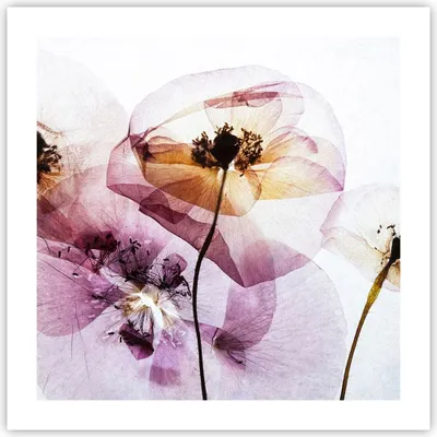 Produktbild von Poster - Poster ohne Rahmen - blume sommer natur - 50x50 cm - Wand Bild - Wanddeko - Wandbilder - Kunstposter - Wandposter - Bilder - Kunstdruck - Wanddekoration - Wandbild - P2XAC50x50-3821