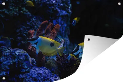 Produktbild von MuchoWow® 120x80 cm Outdoor-Poster Gartendeko Sichtschutz Garten Poster für den Garten  Aquarienfische in einem Aquarium in Singapur.