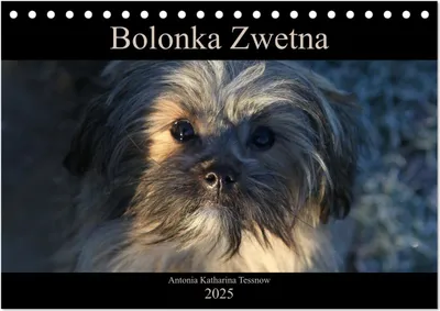 Produktbild von Bolonka Zwetna 2025 (Tischkalender 2025 DIN A5 quer), CALVENDO Monatskalender