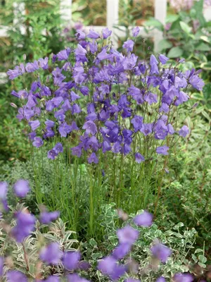 Produktbild von Campanula rotundifolia, Rundblättrige Glockenblume, ca. 9x9 cm Topf
