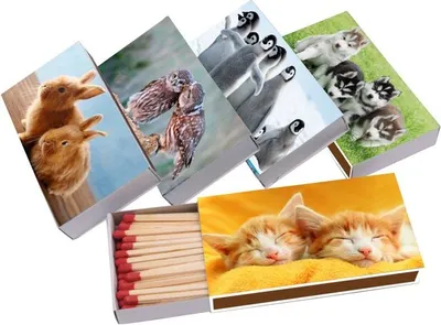 Produktbild von jameitop®XL Streichholzschachteln Tier Motive: 10 x 50er Packungen / 10cm Hund / Katze / Hase / Vögel Streichhölzer Zündhölzer
