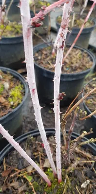 Image de Rubus cockburnianus / Ronce de Cockburn