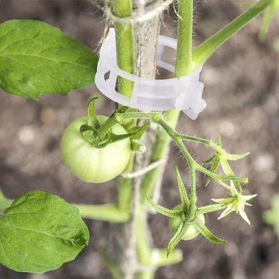 Image de Pinces de jardinage - 100 pièces pour tomates, légumes et concombres (blanches)