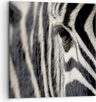 Produktbild von Bild auf Leinwand - Leinwandbild - Zebra Streifen Tierwelt Safari - 70x70cm - Wand Bild - Wanddeko - Leinwanddruck - Bilder - Kunstdruck - Wanddekoration - Leinwand bilder - Wandkunst - AC70x70-2195