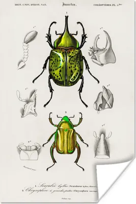 Produktbild von MuchoWow® Poster Käfer - Jahrgang - Insekten 120x180 cm - Kunstposter