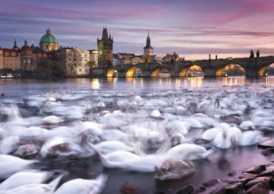 Image de Schmidt 59695 Schmidt Christina Ringer Prag Schwäne Puzzle 1000 Teile