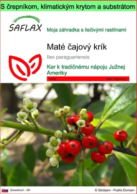 Obrázok produktu pre SAFLAX Garden to go - Maté čajový krík - Ilex paraguariensis - 10 Semená - S črepníkom, klimatickým vekom a pestovateľským substrátom