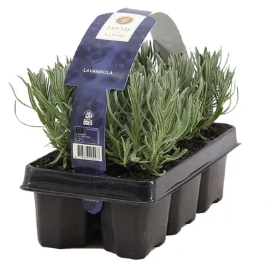 Produktbild von Bloomique - 6er Set - Lavandula Angustifolia - Lavendel Pflanze Winterhart - Duftlavendel - Gartenpflanzen Winterhart - Mehrjährig - Höhe 10-20 cm
