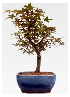 Produktbild von Bonsai - A. palmatum Deshojo, roter Fächerahorn aus Japan