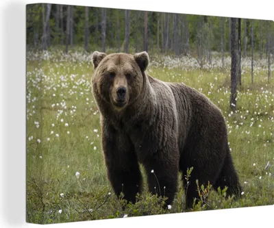 Produktbild von OneMillionCanvasses® - Leinwandbilder - 140x90 cm, Braunbär im Wald, Wandbilder Kunstdruck Wanddekoration - Foto auf Leinwand - Gemälde auf Holzrahmen