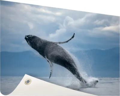 Produktbild von Gartenposter - 120x80 cm - Wasser springender Wal  - Modernes Wandbilder - Wilde Tierposter