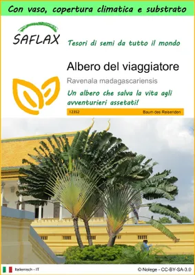 Immagine prodotto di SAFLAX Garden to go - Albero del viaggiatore - 8 semi - Ravenala