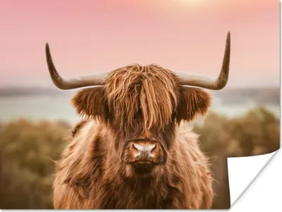 Produktbild von MuchoWow® Poster Schottischer Highlander - Kuh - Horizont 160x120 cm - Foto Plakat