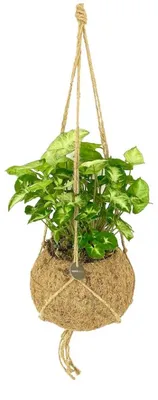 Produktbild von Kokodama Syngonium podophyllum 'Pixie' (L.)
