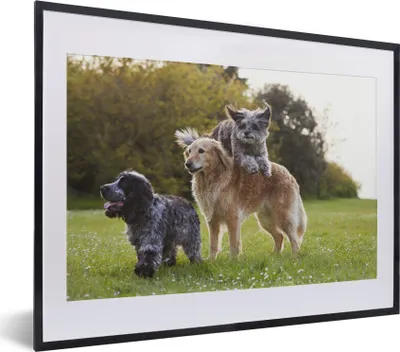 Produktbild von MuchoWow® MuchoWow® Gerahmtes Poster Hund - Park - Gras 40x30 cm - Poster mit zchwarzem Bilderrahmen - Bilderrahmen - Poster im Rahmen