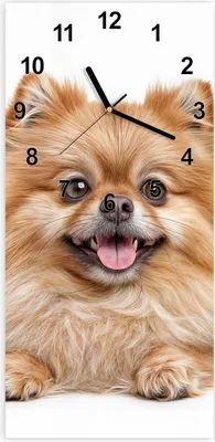 Produktbild von Wanduhr aus Glas mit Motiv Hund und Katze- 30 x 60 cm - inkl. Aufhängesystem