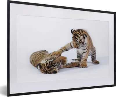 Produktbild von MuchoWow® Gerahmtes Poster Tiger - Jungtier - Weiß 60x40 cm - Poster mit Schwarzem Bilderrahmen Wandposter Rahmen Foto Bilder - Schlafzimmer - Plakat in Rahmen - Drucken