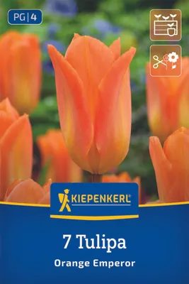 Produktbild von Kiepenkerl Fosteriana-Tulpe Orange Emperor 7 Zwiebeln