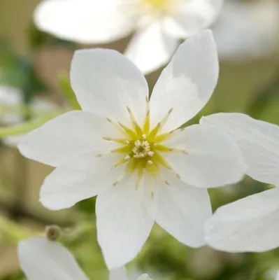 Produktbild von Waldrebe - Clematis 'Joe' | 50-60 cm in Container