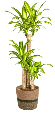 Zdjęcie produktu dla Dracaena Fragrans Massangeana z koszykiem - 130-150cm - Ø24cm - Roślina doniczkowa - Zimozielony