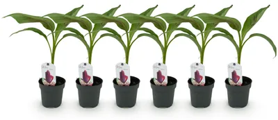 Productafbeelding van Musa Sikkimensis Red Tiger Bananenplant 30 cm