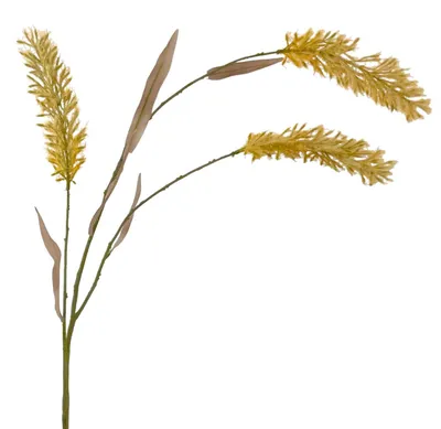 Produktbild von Künstliches Pampasgras ca. 120cm CREME. Trockenblumen-Optik
