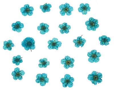 Getrocknete gepresste Blumen, 60 Stück, himmelblau, 0,5–0,8 cm