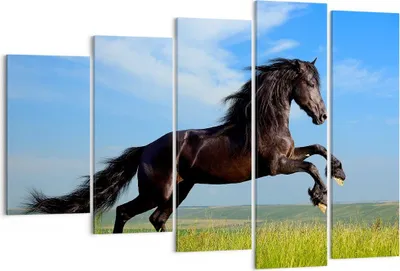 Produktbild von Bild auf Leinwand - Leinwandbild - Schwarzes Pferd Pferd Galopp - 150x100cm - Wand Bild - Wanddeko - Leinwanddruck - Bilder - Kunstdruck - Wanddekoration - Leinwand bilder - Wandkunst - EG150x100-0495