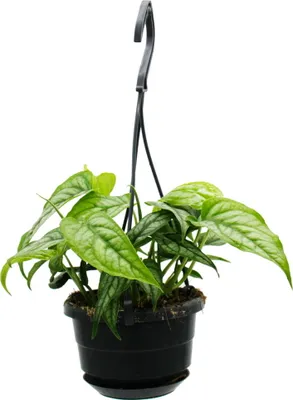 Immagine prodotto di Piante in miniatura di facile manutenzione in cesti sospesi del diametro di 12 cm - Monstera siltepecana - Foglia "Silver Window"