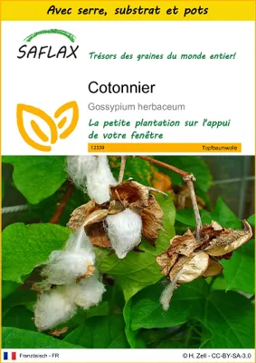 Image de SAFLAX Ensemble de culture - Cotonnier - 12 graines - Gossypium