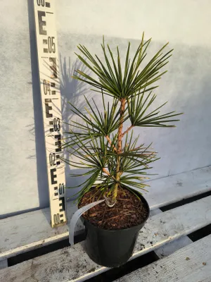 Produktbild von Sciadopitys verticillata 'Fastigiata' 50–70 cm Japanische Schirmtanne säulenförmig veredelt