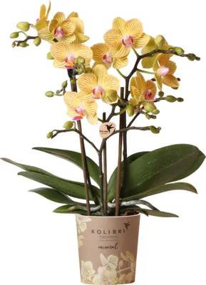 Produktbild von Kolibri Orchids | Gelbe Phalaenopsis Orchidee - Lima - Topfgröße Ø9cm | Blühende Zimmerpflanze - Frisch vom Züchter