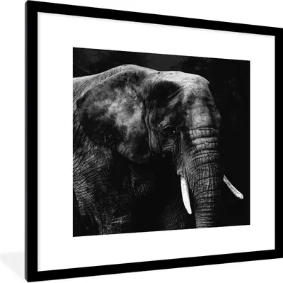 Produktbild von MuchoWow® Gerahmtes Poster Elefant - Tiere - Schwarz - Weiß 40x40 cm - Poster mit Schwarzem Bilderrahmen Wandposter Rahmen Foto Bilder - Poster - Plakat im Rahmen