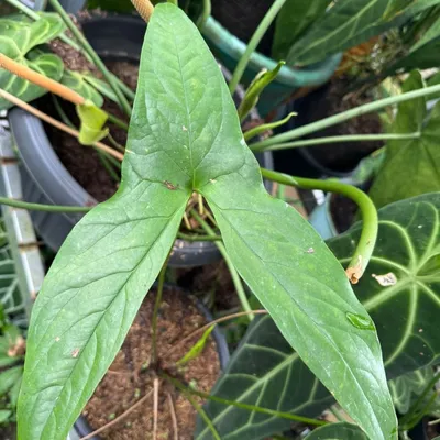 Produktbild von Sumpftaro (Cyrtosperma hayii) - 1 gekeimter Samen