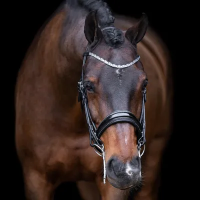 Kandarenzaum mit Strass, Zwart-Zilver, F/S
