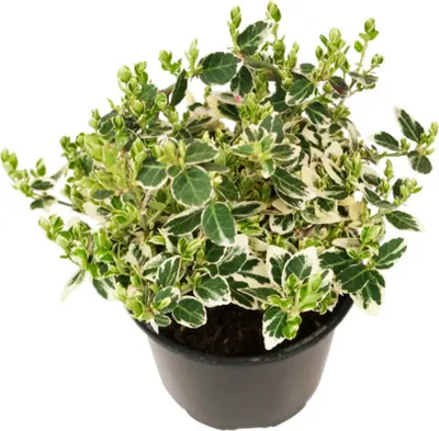 Obrázek produktu pro Brslen Fortuneův bíle panašovaný FloraSelf Euonymus fortunei 'Emerald Gaiety' květináč Ø 13 cm